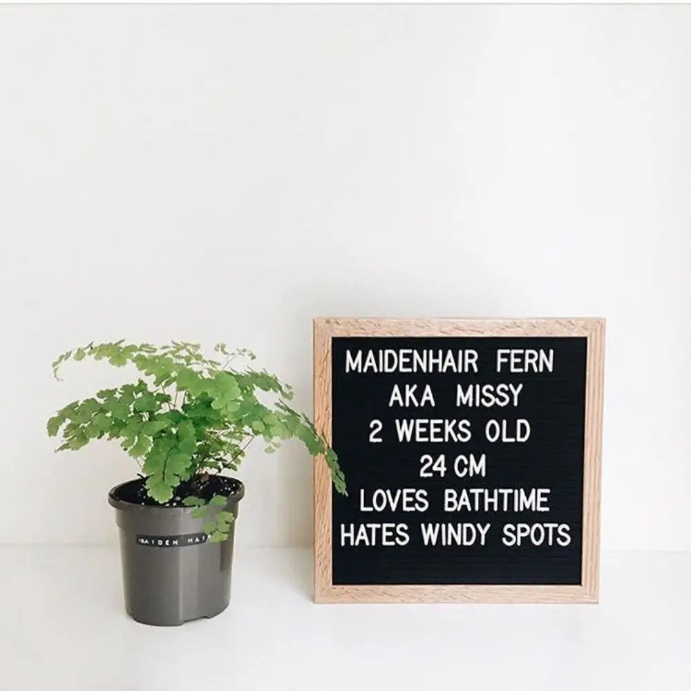 Sevair Deco Changeable Felt Letter Board 4