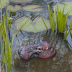 Sevair Deco Floating Hippo Pond Decor 13